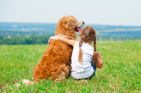 Little girl hugging retriever in the field, looking into the distance Little girl hugging retriever in the field, looking into the distance
