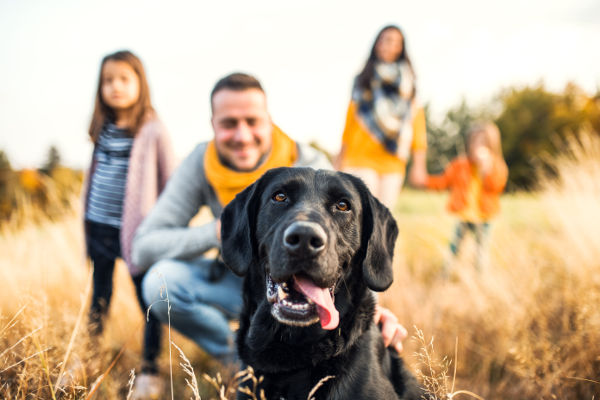 day-training-off-leash