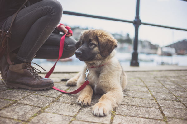 A cute Leonberger puppy and it's owner by the harbour