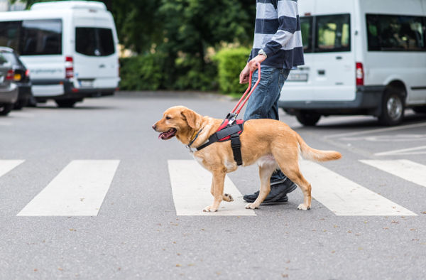 service-dog-training