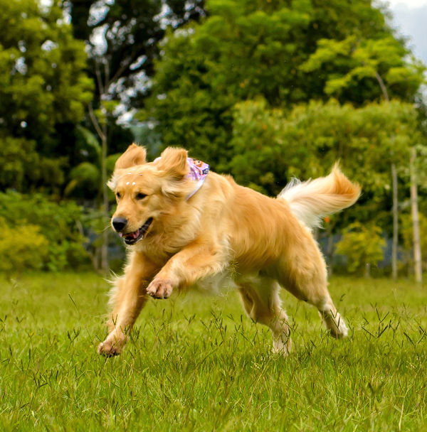 freedomk9-dog-running freedomk9-dog-running