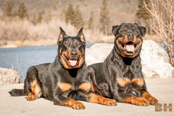 Baron-Havoc-600x400