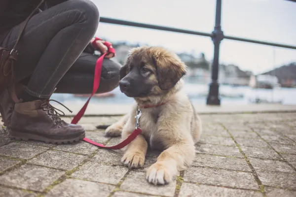 good-puppy-program-600x400