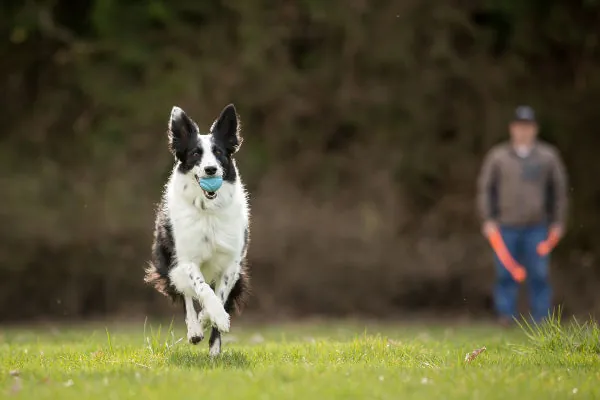 off-leash-b-t-600x400