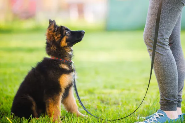 puppy-train-600x400